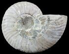 Silver Iridescent Ammonite - Madagascar #51506-1